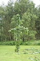 Midsommar_2007_031